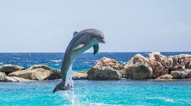 Delfin haqqinda melumat