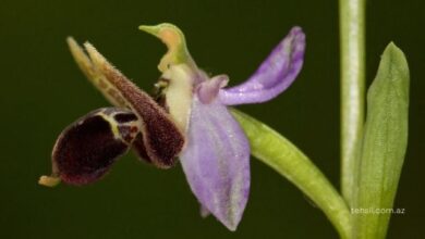 Xari bulbul haqqinda melumat