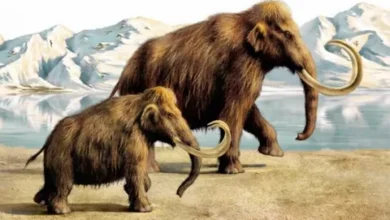 mamont haqqinda melumat