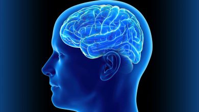 insan beyni haqqında melumat