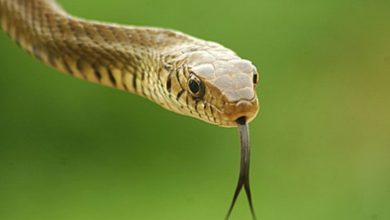 ilanlar haqqında melumat