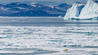 simal qütbü haqqında melumat