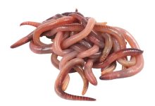 soxulcanlar haqqinda melumat