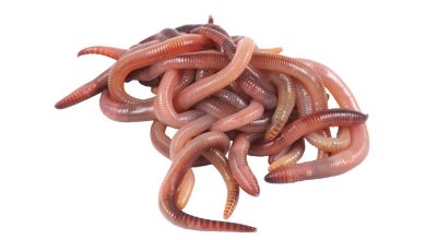 soxulcanlar haqqinda melumat