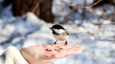 xeyirxah insanlar unudulmur haqqinda unsa