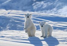 arktika haqqında melumat