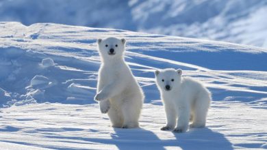 arktika haqqında melumat