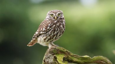 bayqus haqqında melumat