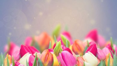 əmanətə xəyanet olmaz insa